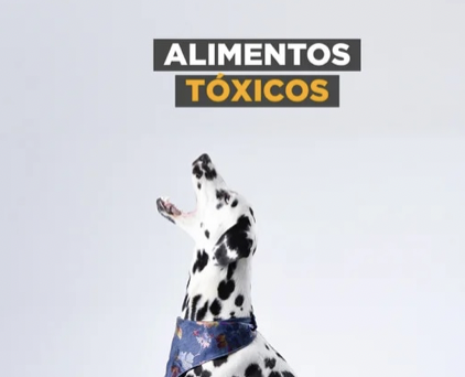 Cuáles son los alimentos tóxicos para nuestros perros