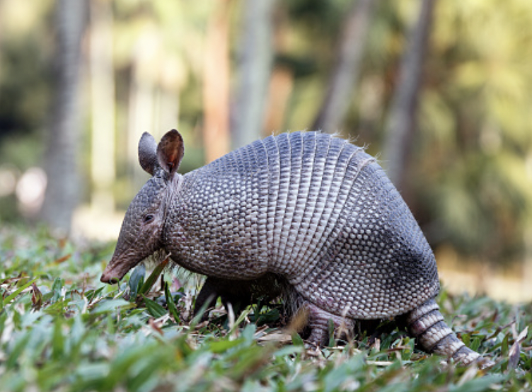 DInternacionadelArmadillo