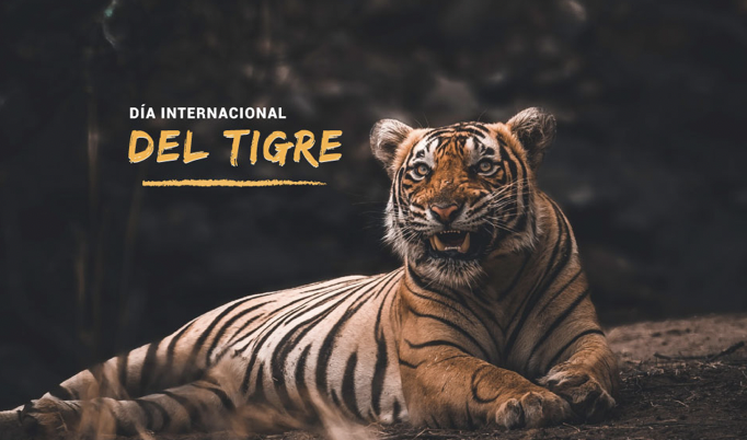 DíternacionaldelTigre