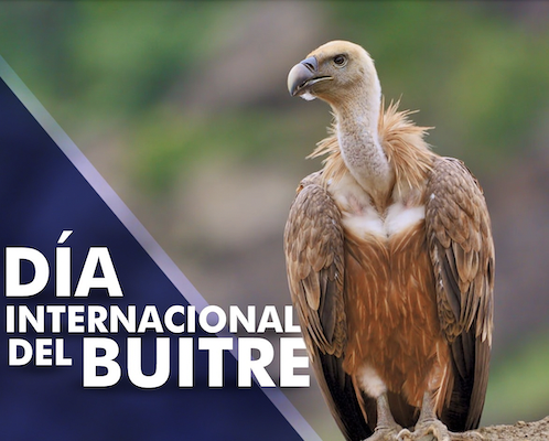 DnternacionaldelBuitre
