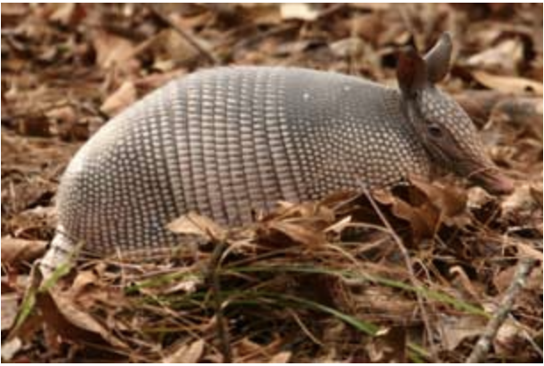 El Día Internacional del Armadillo se celebra el 13 de agosto de cada año