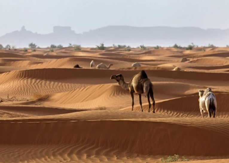 EldesiertodelSrasolaerunaselvaropical