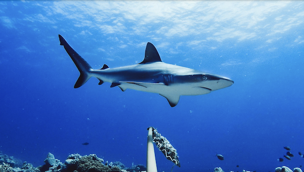 Sabías que los tiburones no pueden dejar de nadar