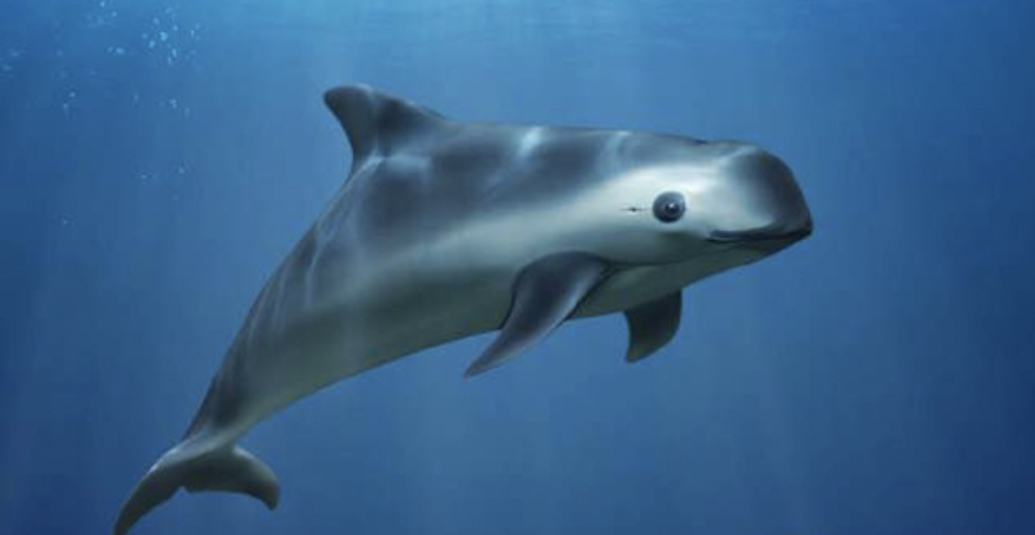 ¿Sabías que la Vaquita Marina es el único mamífero marino originario de