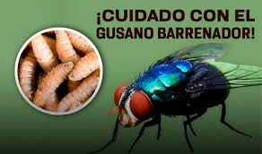 gusanobarrenador.jpg