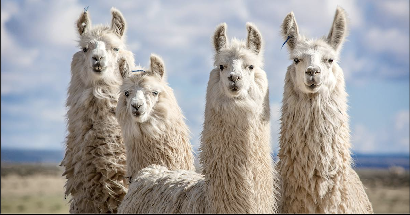 llamas