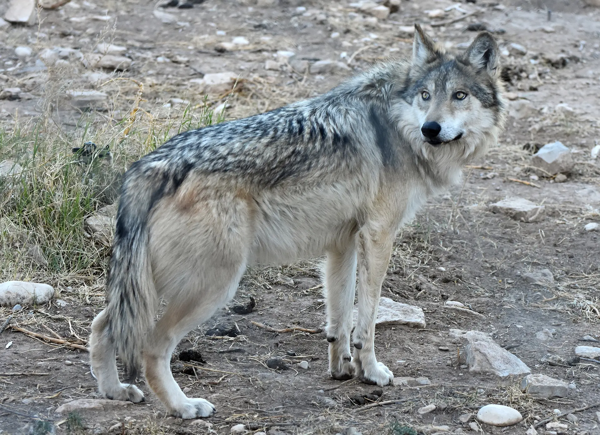 lobo