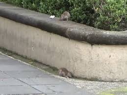 ratas.jpg